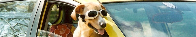 A dog in goggles sticks his head out the window of a yellow volkswagon bug